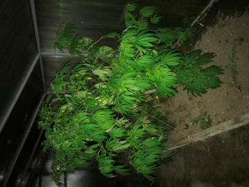 Садовод из Рыбинска вырастил в теплице три килограмма конопли