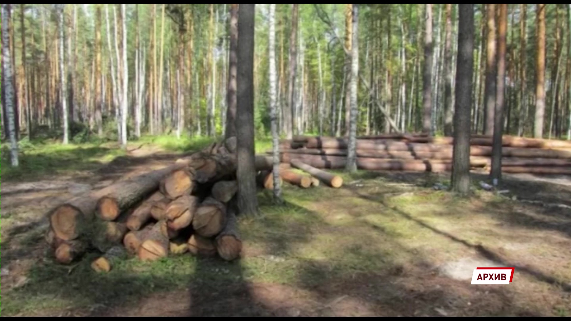 В Угличском районе заготовитель незаконно нарубил дров на миллион рублей