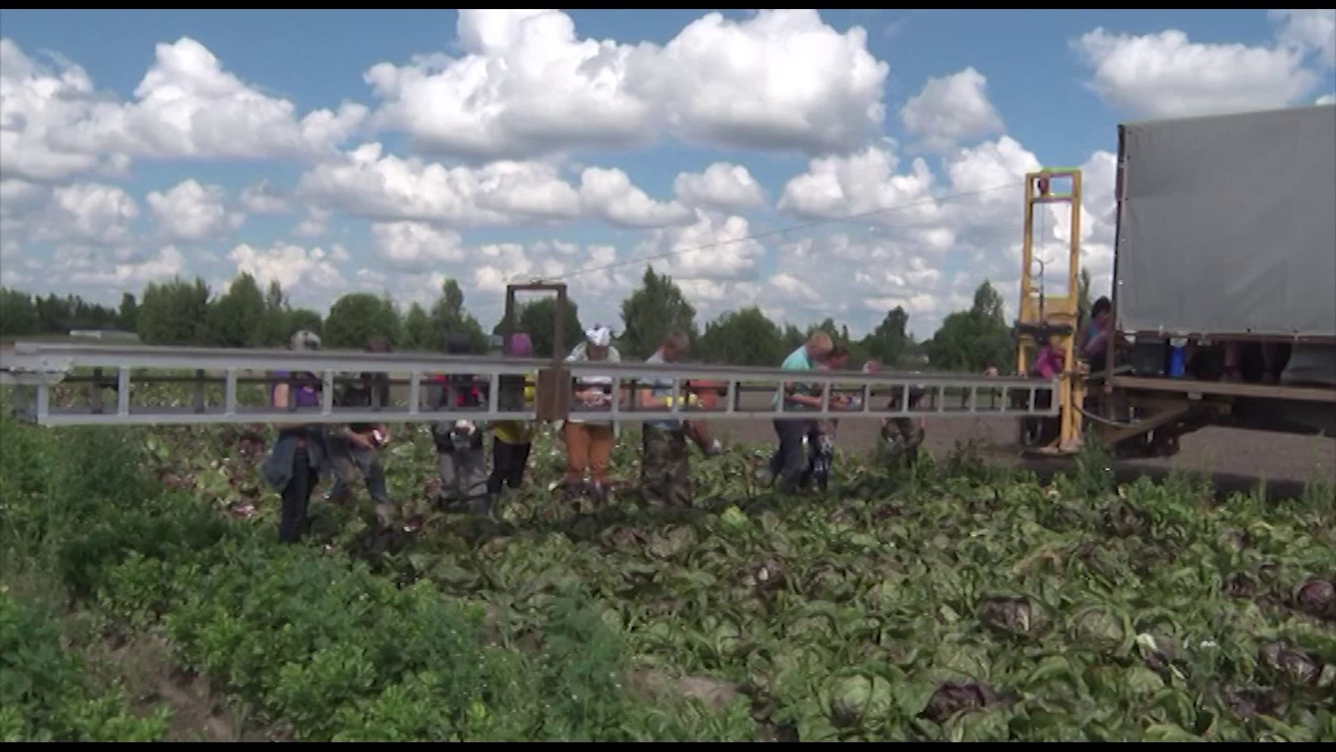 В Ярославской области продолжают собирать урожай