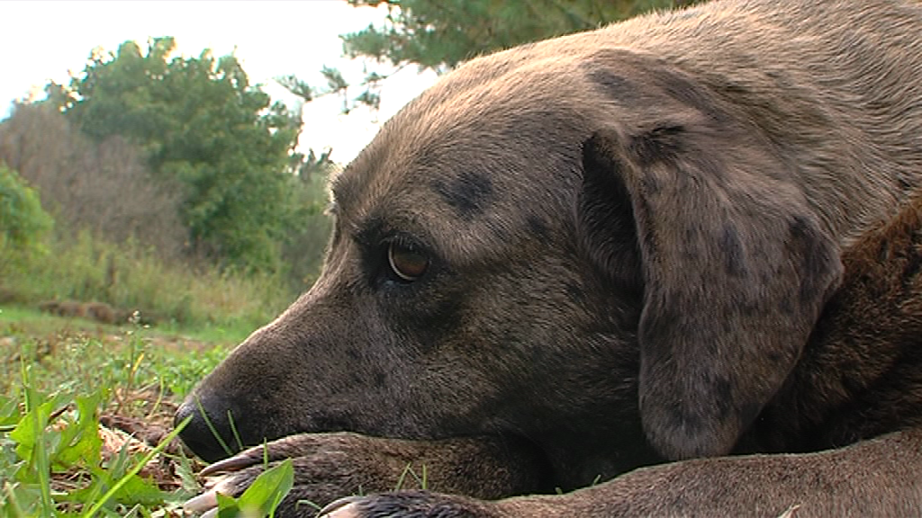 В Рыбинске собака покусала ребенка: хозяевам пришлось выплатить немалую сумму