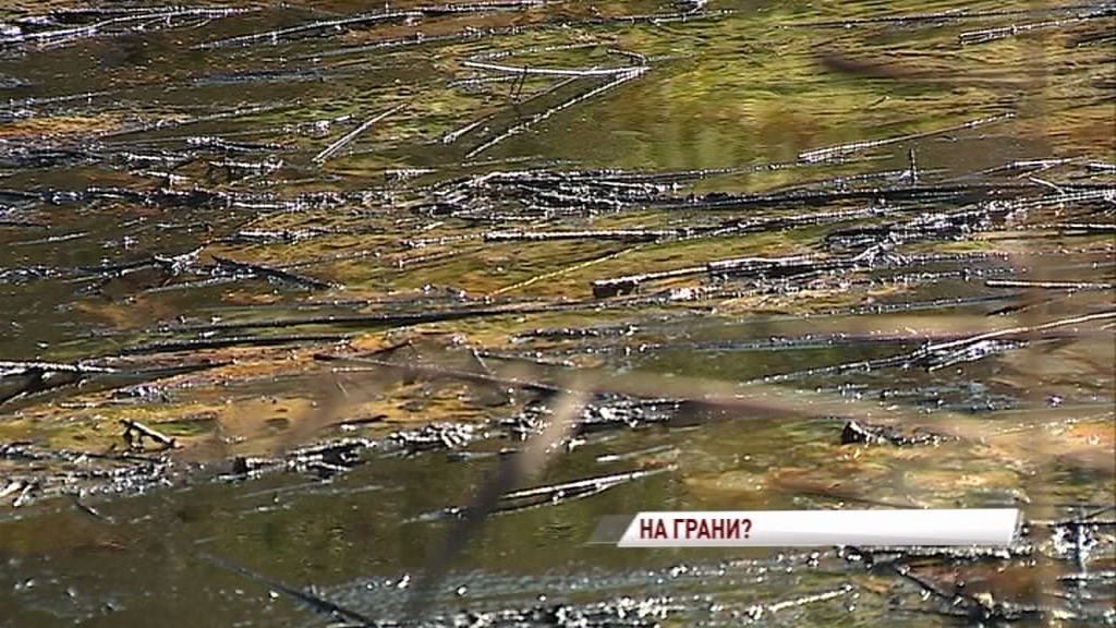 На окраине Ярославля обнаружили огромный «нефтяной» пруд