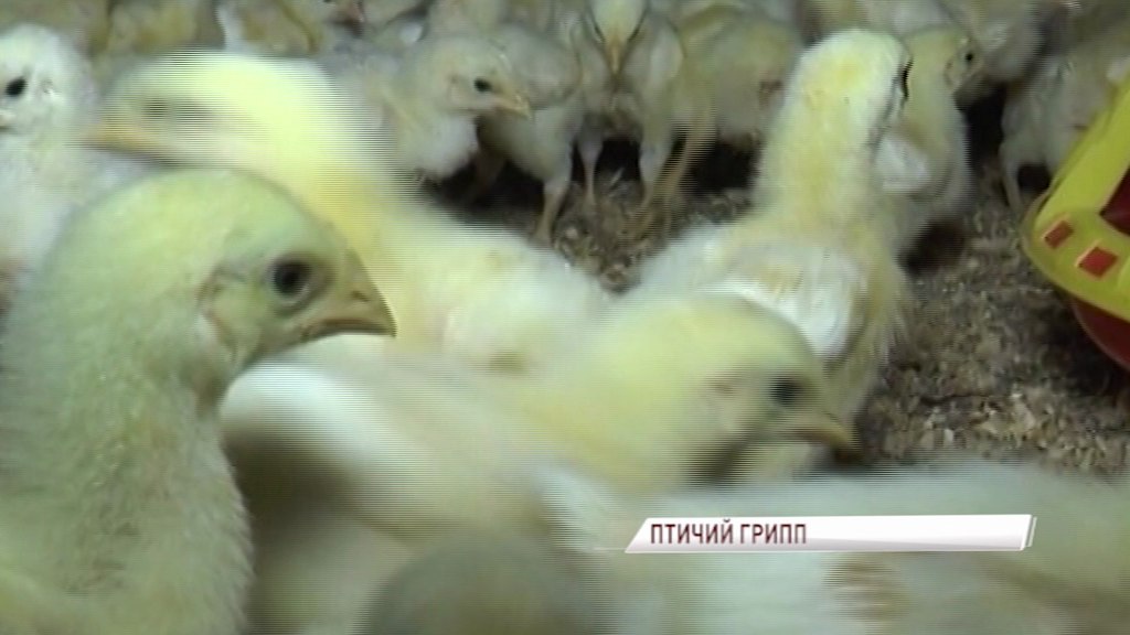 В Ярославской области начали уничтожать куриц, больных птичьим гриппом
