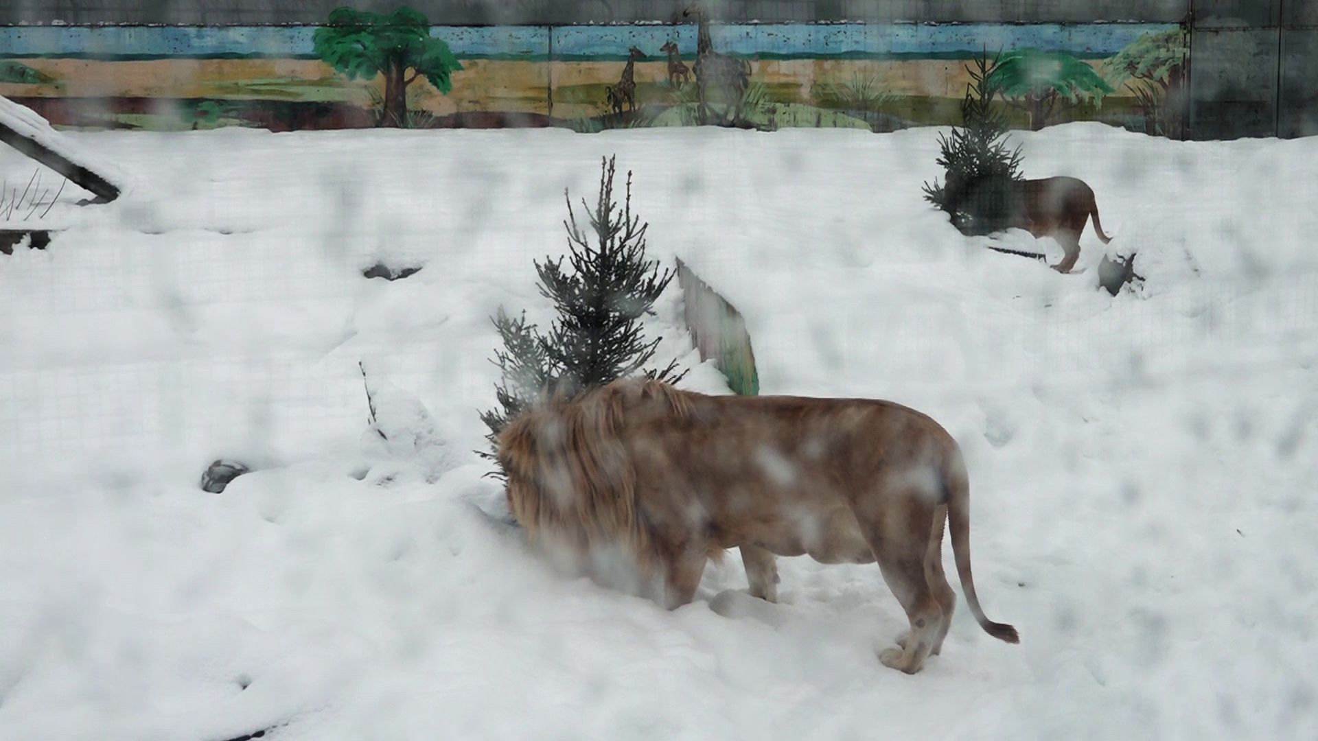 Более двухсот ярославцев отдали новогодние ели в зоопарк