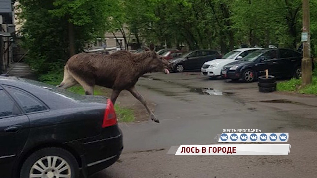 ВИДЕО: Рано утром по Пятерке носился лось