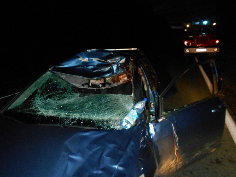 В ДТП с лосем в Угличском районе пострадал молодой водитель