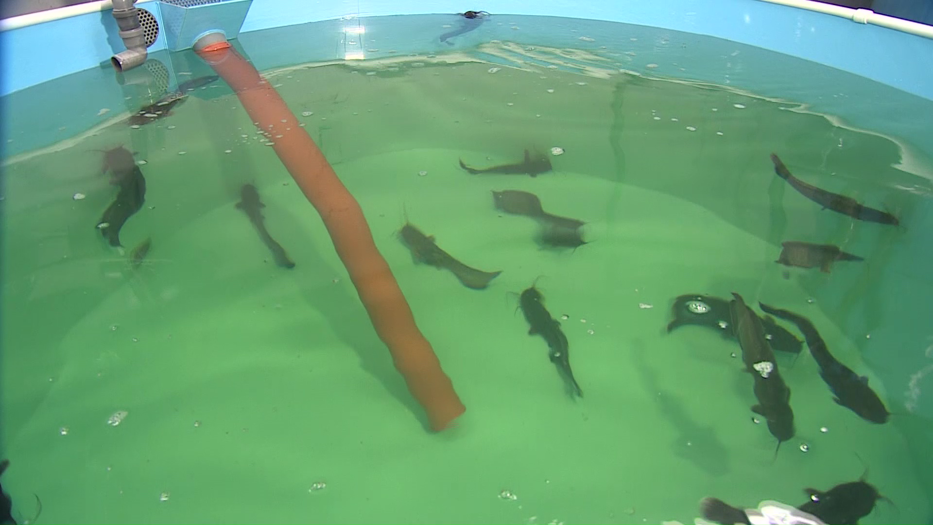 Диетический и почти без костей: в Ярославле начали выращивать африканского клариевого сома