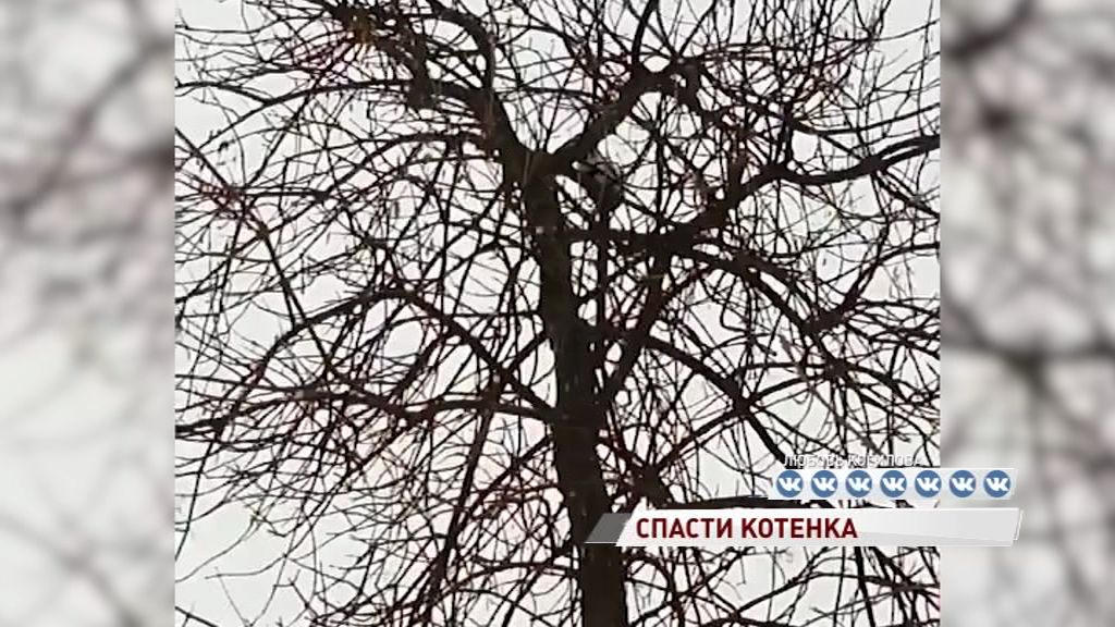 В Ярославле на дереве второй день сидит маленький котенок и не может спуститься