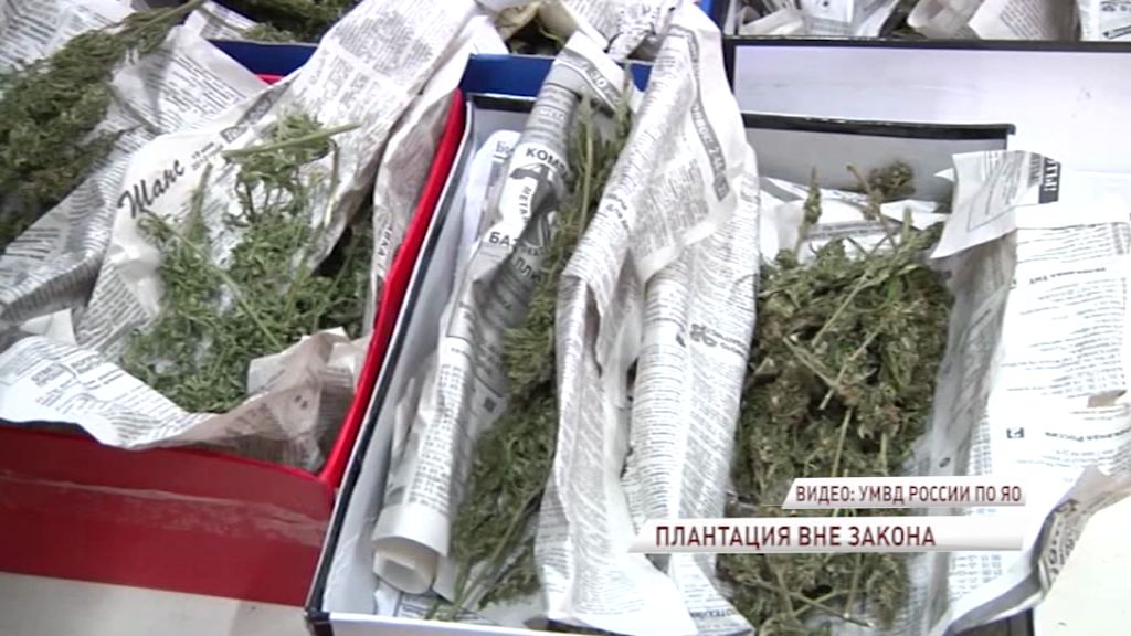 В Рыбинске у 43-летнего мужчины нашли больше 150 кустов конопли и мака