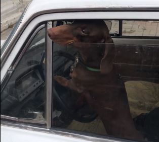 ВИДЕО: Такса-«бомбила» зазывает пассажиров сигналом клаксона