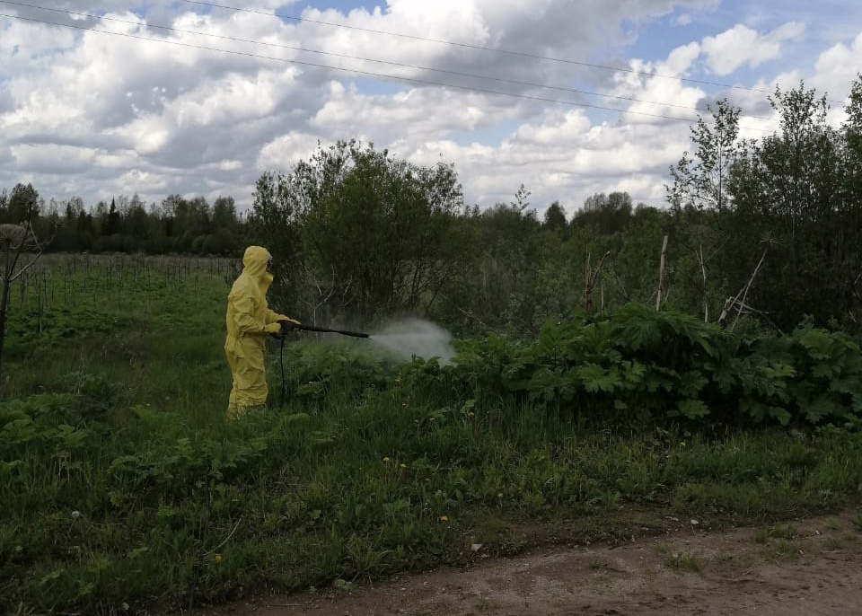 В Ярославской области за борщевик на участке будут оштрафованы собственники земли