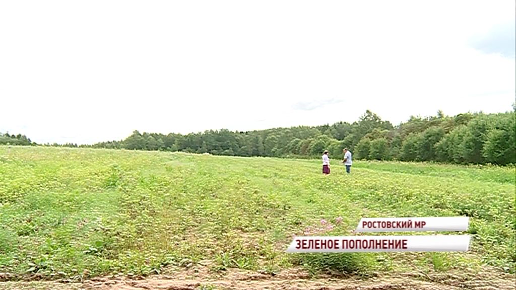 7,5 миллионов деревьев высадят в этом году в Ярославской области