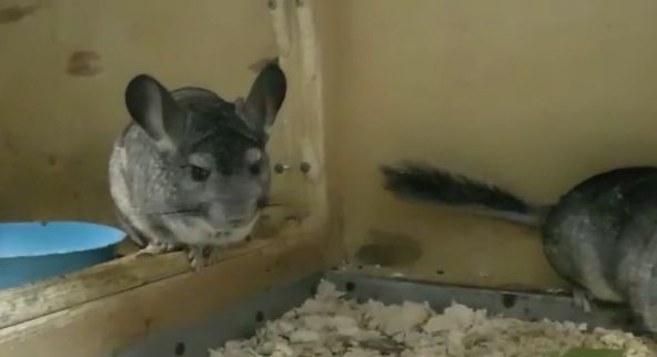 Ярославец украл из зоомагазина шиншиллу