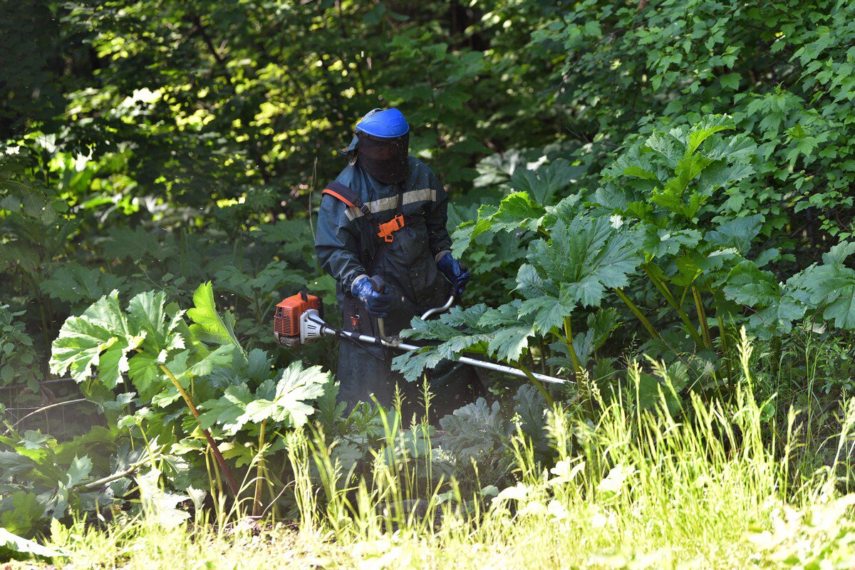 В Ярославле продолжается ликвидация борщевика