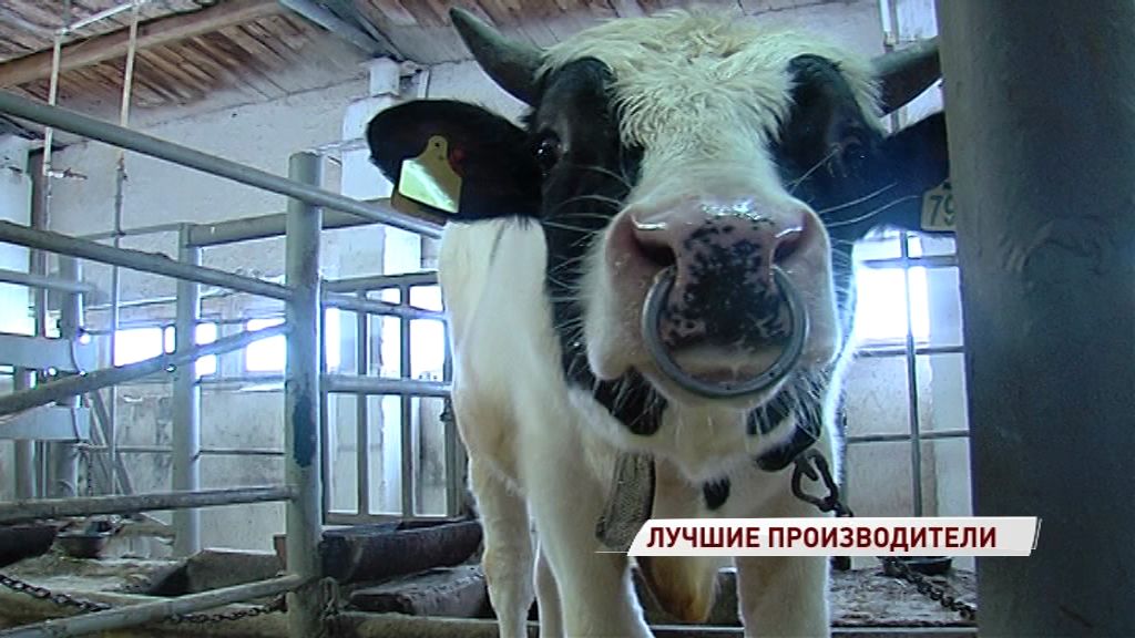 На областное племенное предприятие привезли быков из Канады