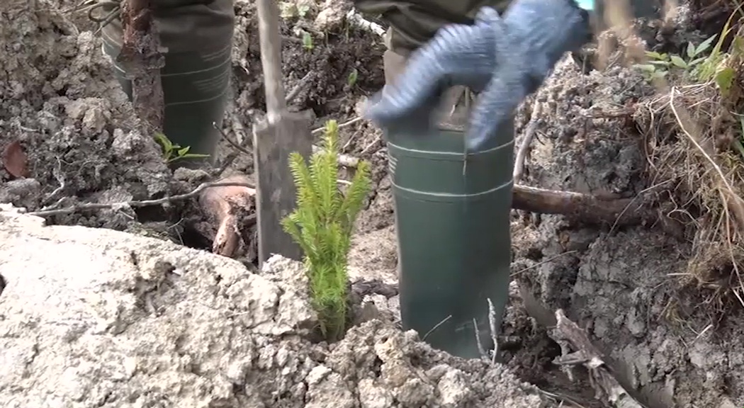 В регионе посадят полмиллиона саженцев деревьев в рамках экологической акции