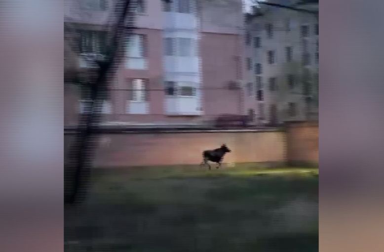 У жилого комплекса в черте Ярославля бегал лось: видео