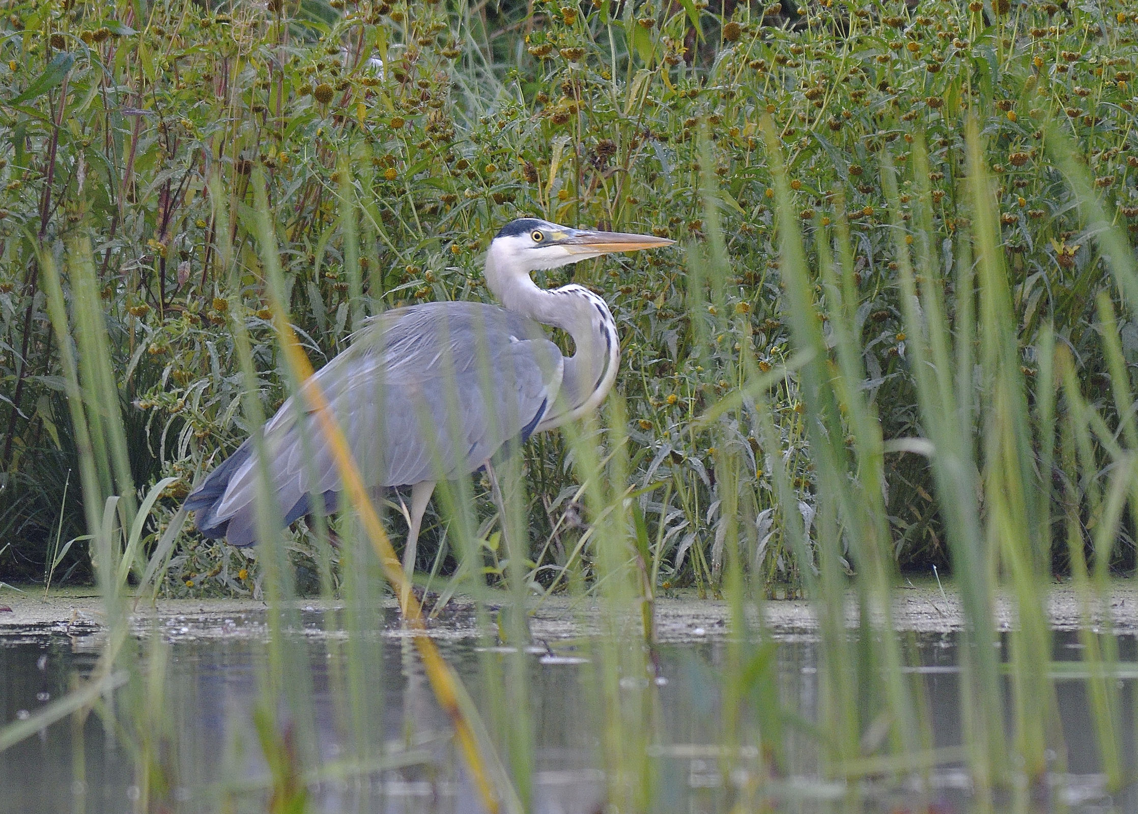 В Ярославской области откроется цифровая экотропа для наблюдения за птицами в дикой природе