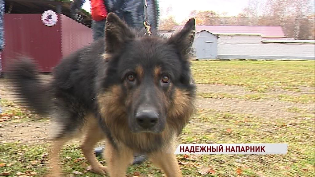 Сотрудники УФСИН по Ярославской области признаны лучшими кинологами силовых ведомств страны