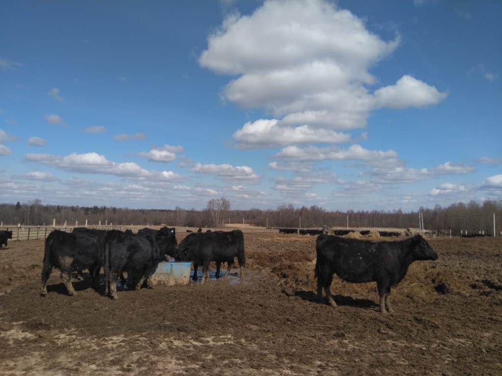 В Пошехонском районе идет реализация инвестпроекта по развитию мясного скотоводства