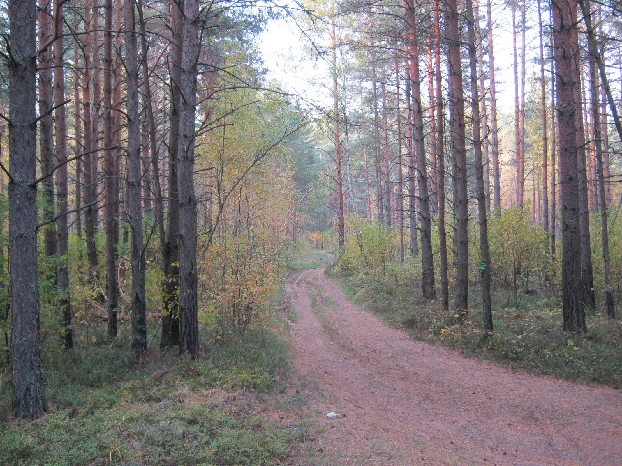 Более чем на 12 тысячах гектаров в Ярославской области провели работы по уходу за лесными культурами