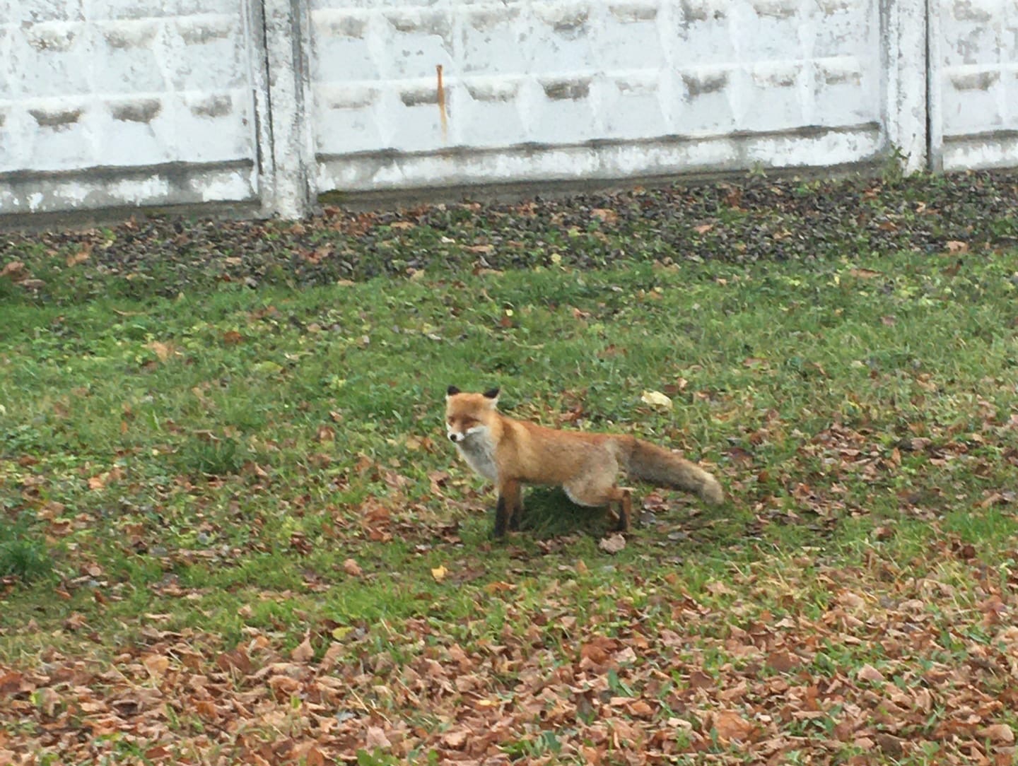 В Ярославле лисица разгуливала по Ленинскому району
