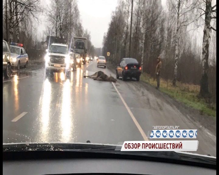 В Рыбинске автомобиль снес лося