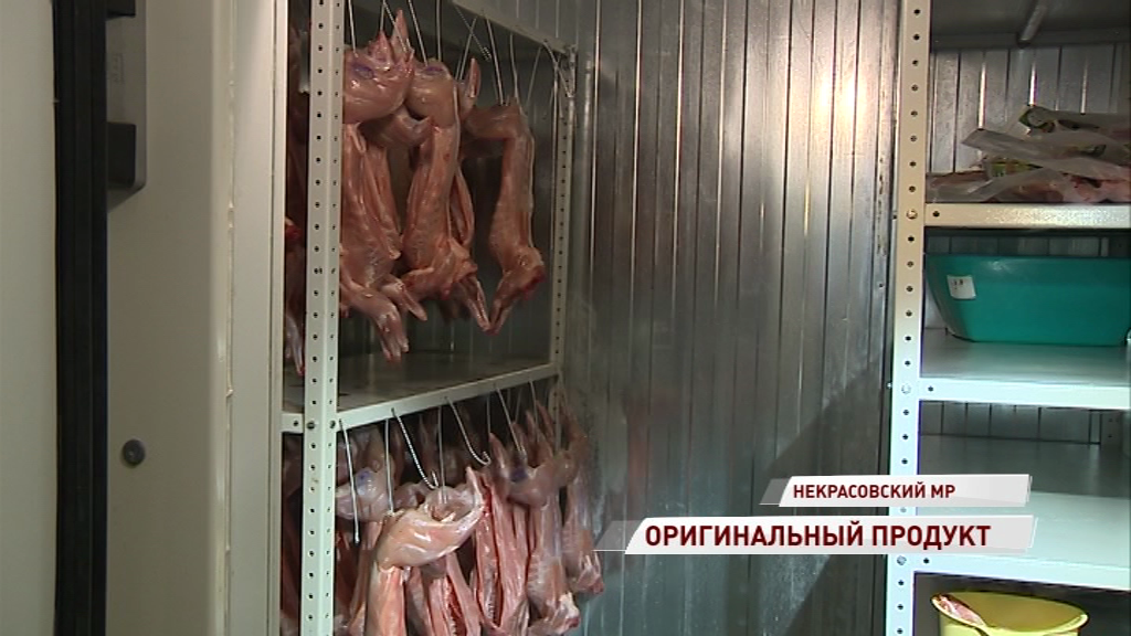 Мясо кролика теперь можно покупать без опасений: в Ярославской области заработал кооператив