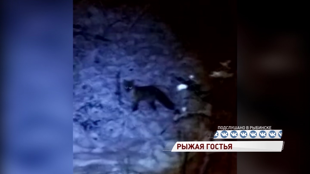 В Рыбинске на стадионе «Восход» гуляет лиса