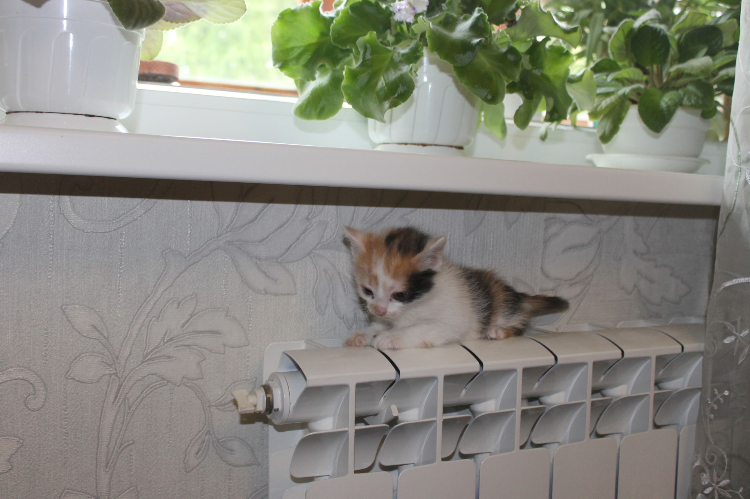 Ярославцам назвали приблизительные сроки старта отопительного сезона