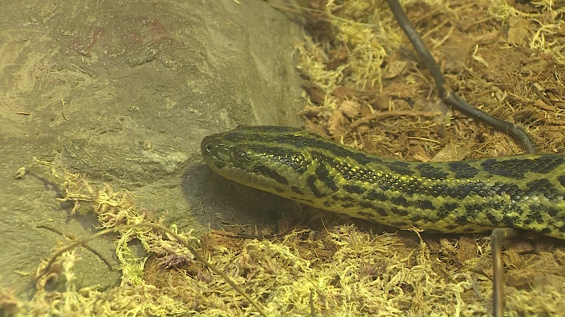 В Ярославском зоопарке поселилась полутораметровая анаконда
