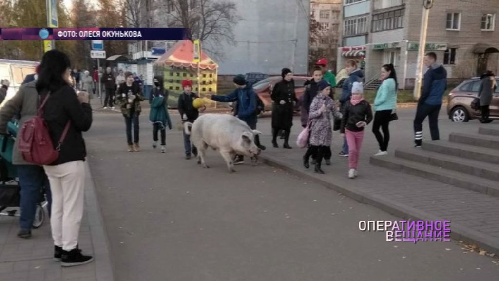 ВИДЕО: По улицам поселка Липовая гора прогулялась свинья