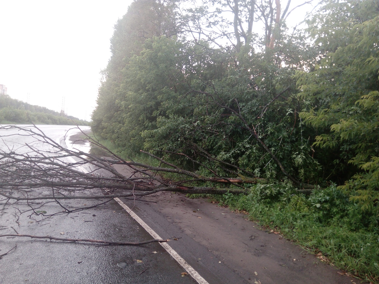 ФОТО: Сильный ветер опрокинул деревья в разных местах Ярославля