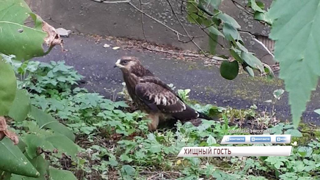 В небе над Ярославлем вновь кружат ястребы