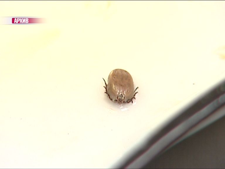 Активность клещей завершилась: сколько ярославцев покусали в этом году