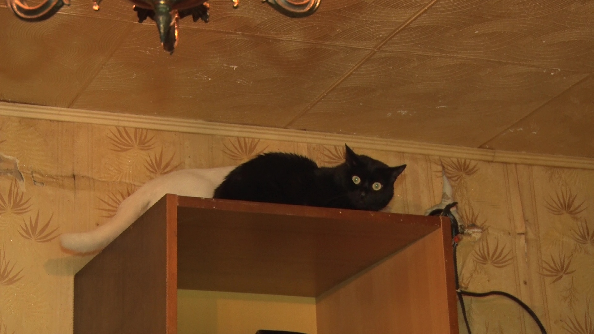 С домом, но без теплых рук: в Ярославле 25 кошек остались одни после смерти хозяина