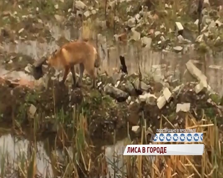 Лиса прогулялась по Московскому проспекту