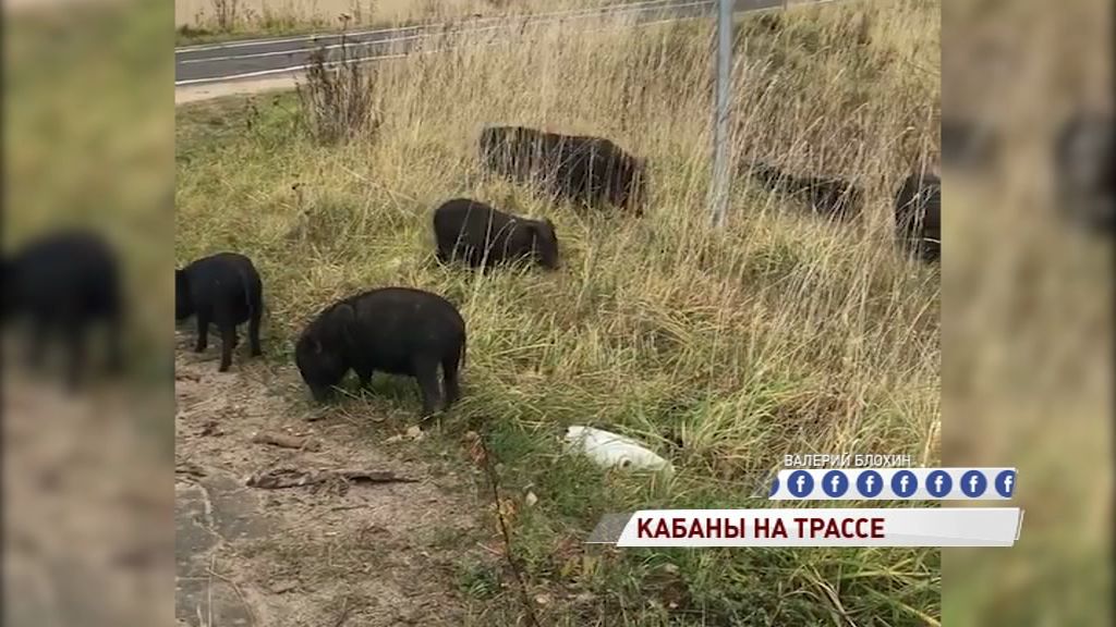 ВИДЕО: Милое семейство кабанов выбежало пастись к трассе
