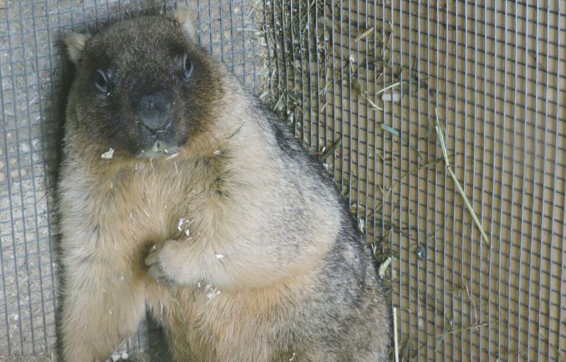 Сладкая парочка: в Ярославском зоопарке сурок и бурундук вышли из спячки