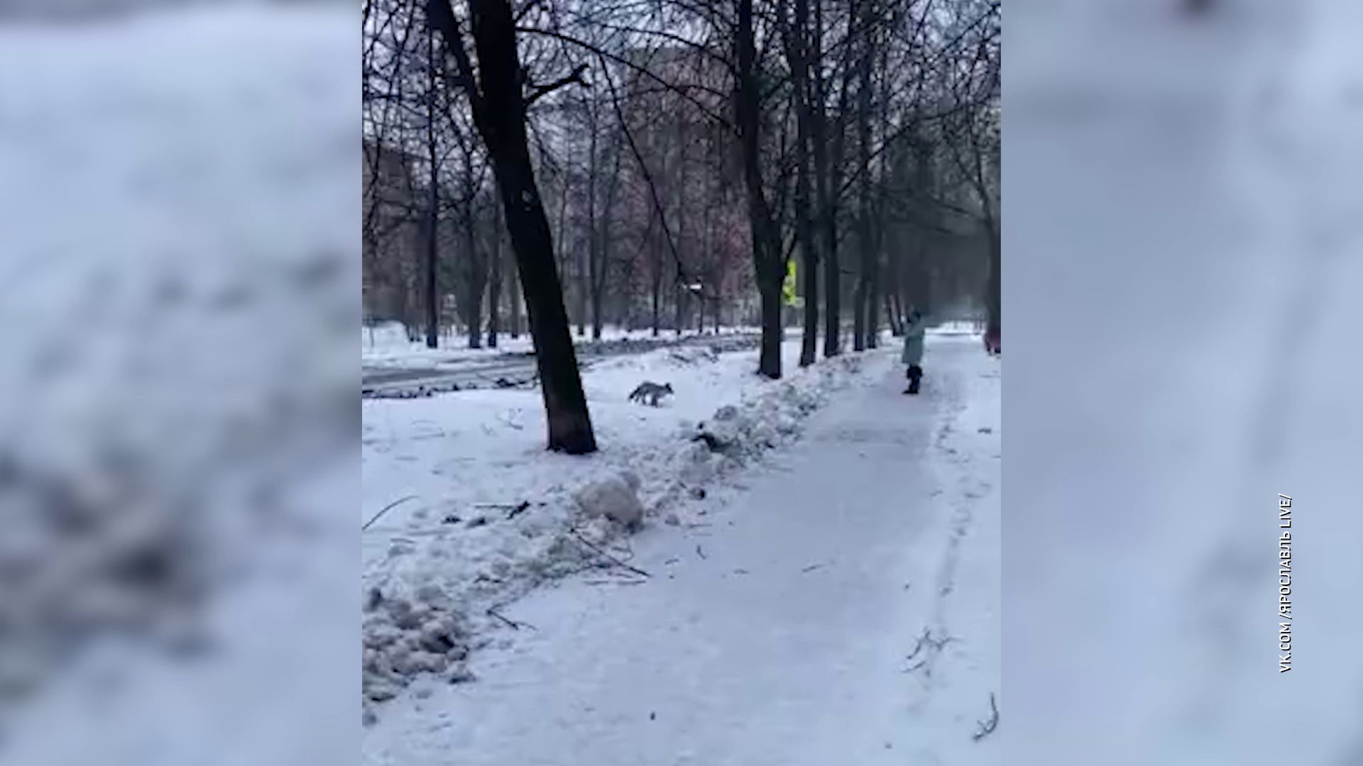 В центре Ярославля вновь заметили лису