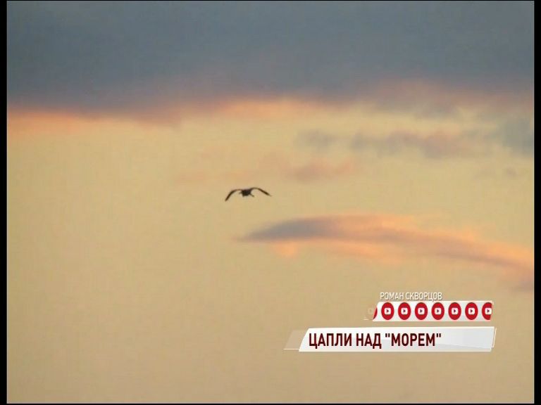 ВИДЕО: над Рыбинским водохранилищем кружили редкие цапли