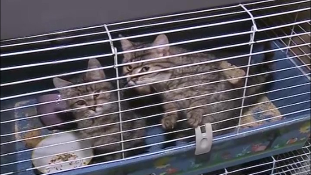 В Ярославле пройдет акция «Рок в защиту животных»