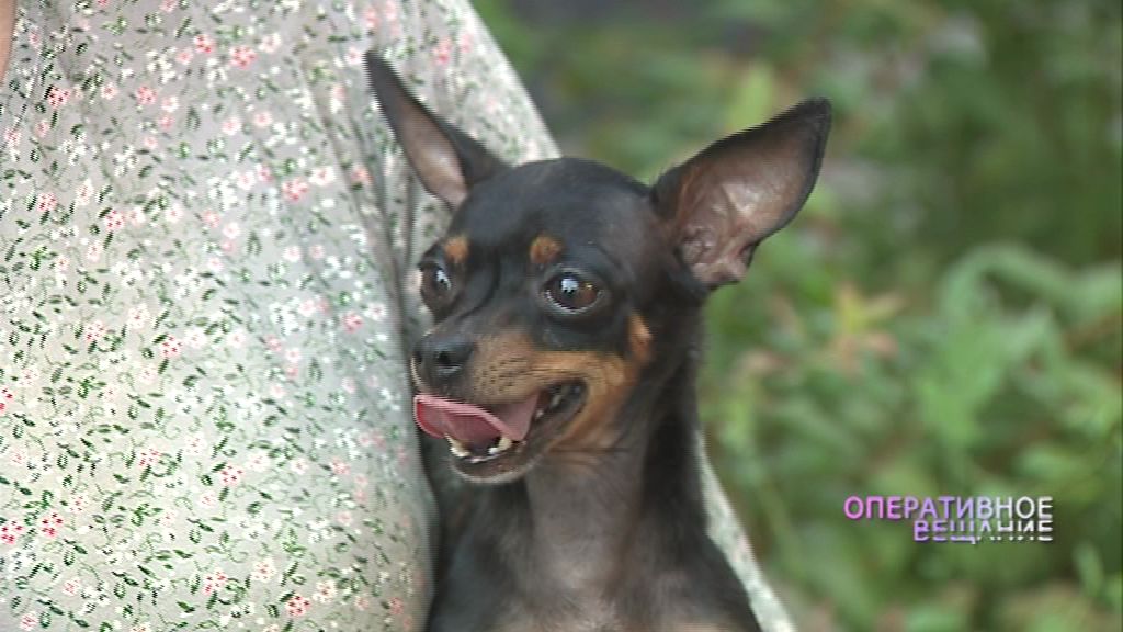 Пропавший той-терьер «погостил» в добрых руках и вернулся к хозяйке