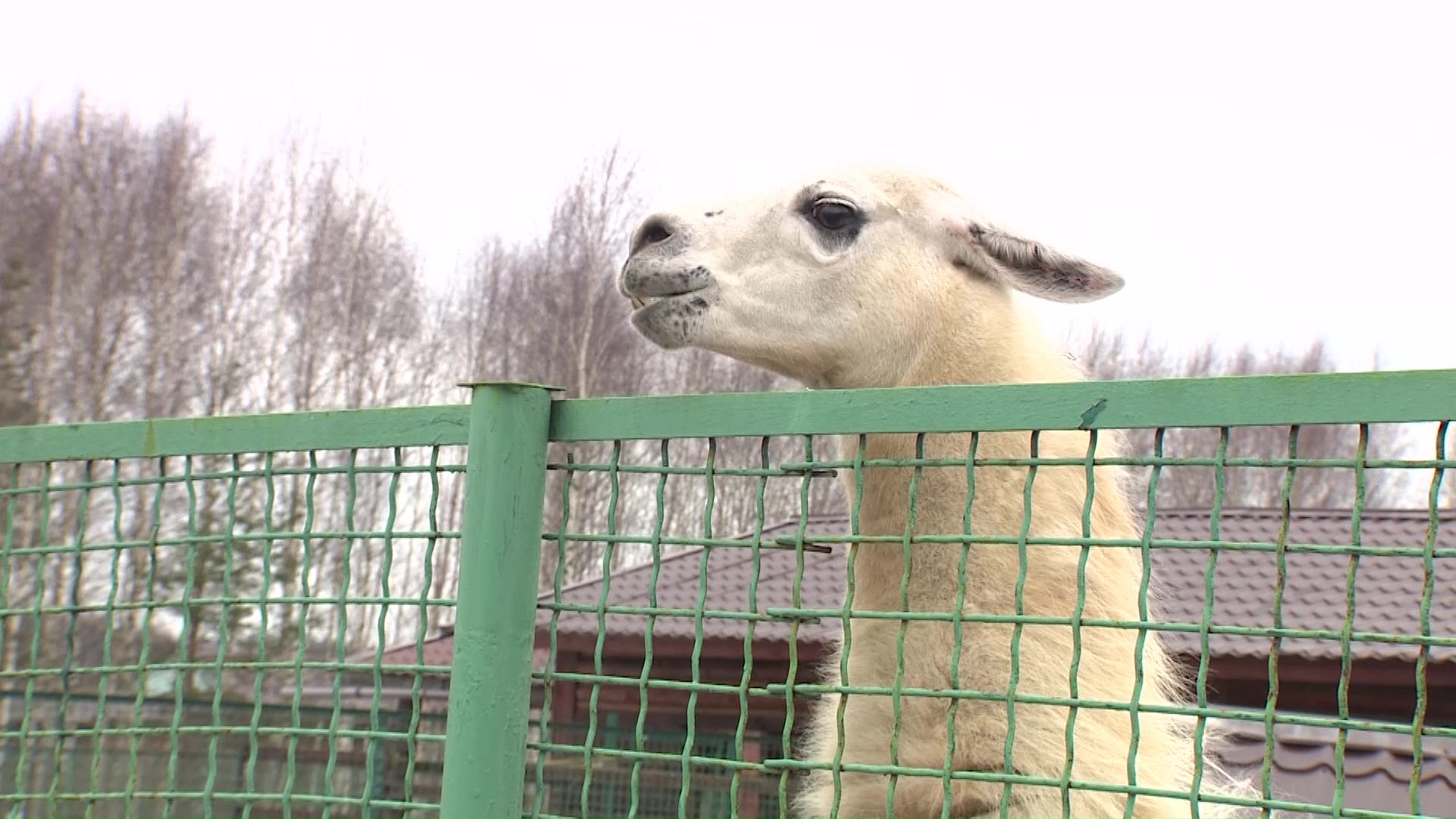 Ярославский лама Санчо обрел семейное счастье с двумя подругами