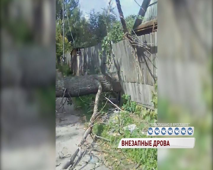 В Ярославле огромное дерево оборвало линию электропередач