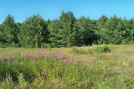 Многообразие флоры и фауны Переславского края можно увидеть на новой экотропе «Кухмарь»