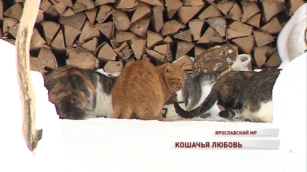 Житель Ярославского района приютил 36 кошек, которых бросили дачники