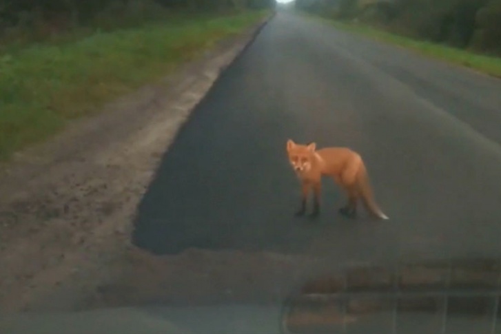 Лису, покусавшую несколько человек в Тутаевском районе, проверят на бешенство