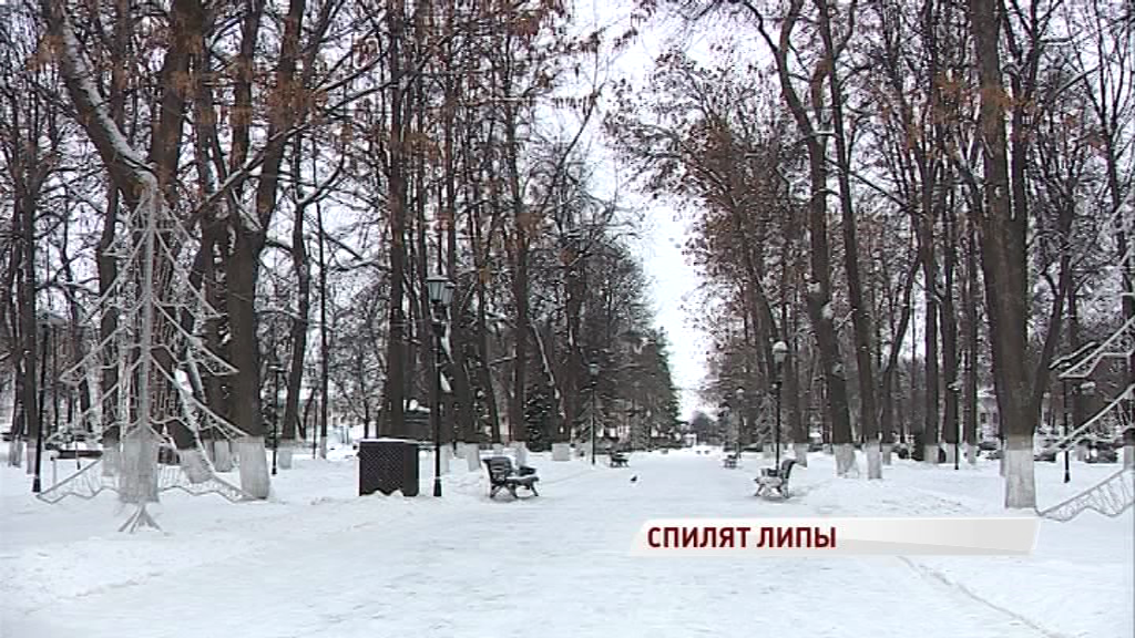 В Демидовском сквере Ярославля спиливают столетние липы