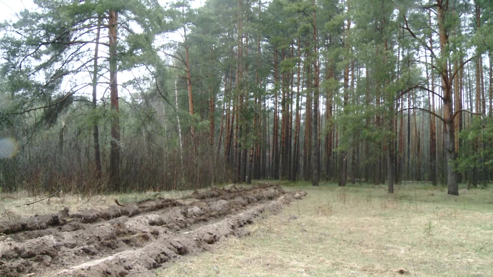 В лесах Ярославской области начали создавать минерализованные полосы для сдерживания пожаров