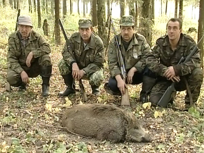 В Ярославле свиная чума?